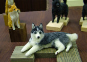 シベリアンハスキーと日本犬